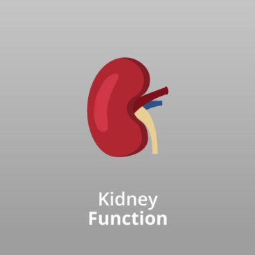 Kidney Function Test